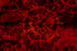 Scandinavian Red Wool Rug - (322-018.5)
